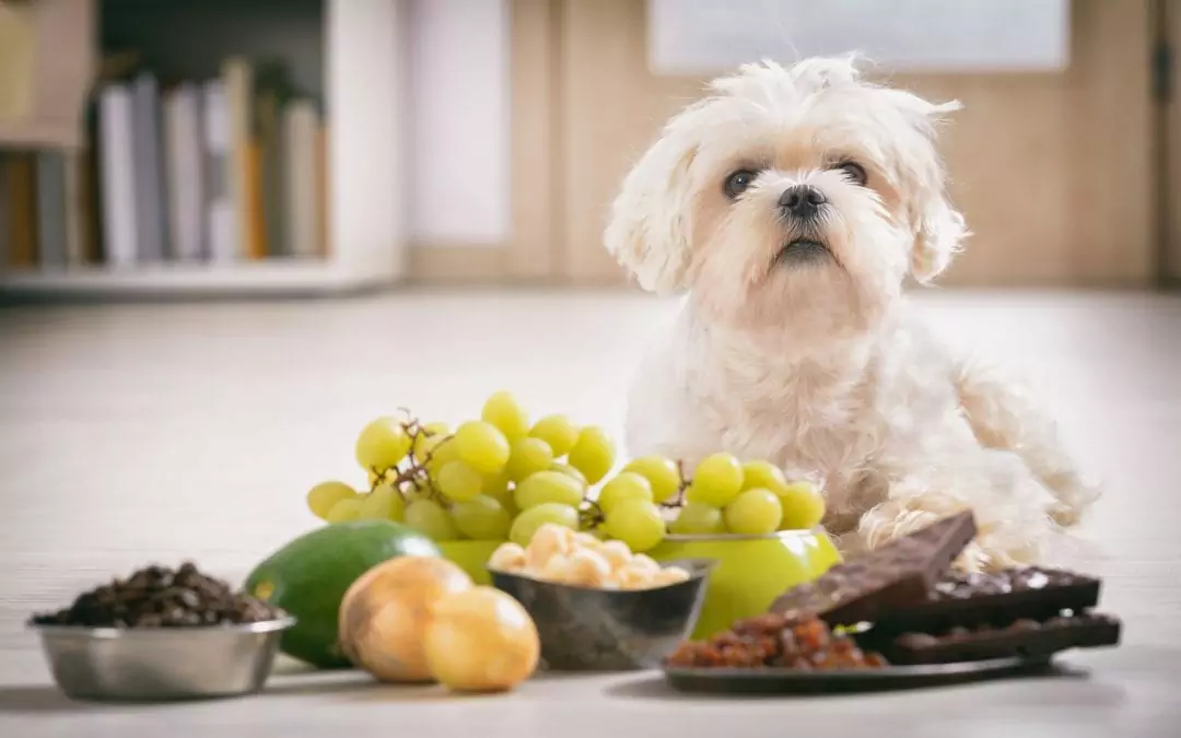 Почему собаки не могут есть виноград? Могут ли собаки есть виноград или нет?