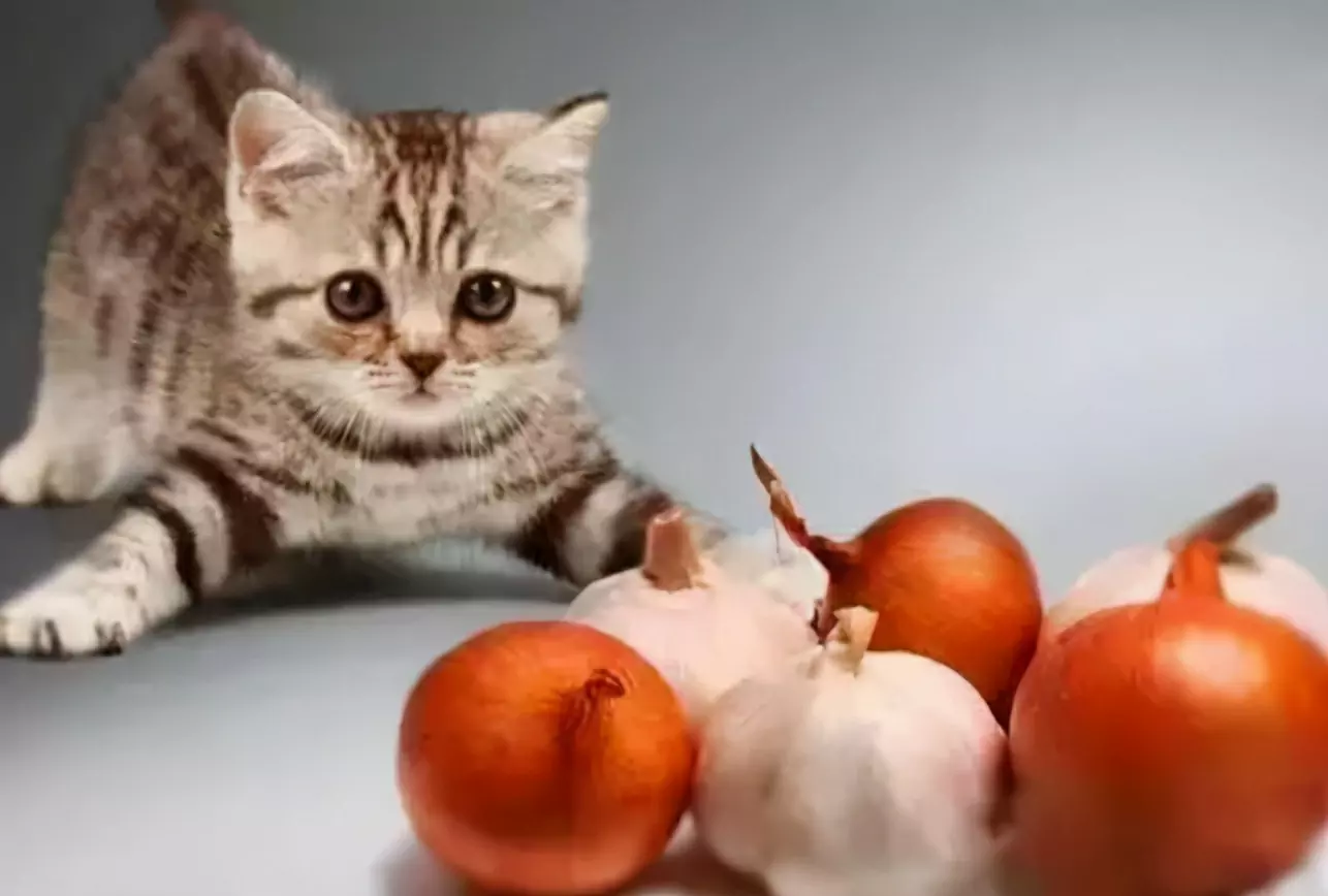 Могут ли кошки есть чеснок? Почему кошки не могут есть лук и чеснок?