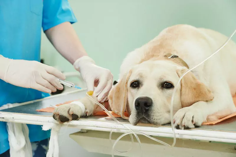 Могут ли у собак случаться инсульты? Что является причиной инсульта у собаки?