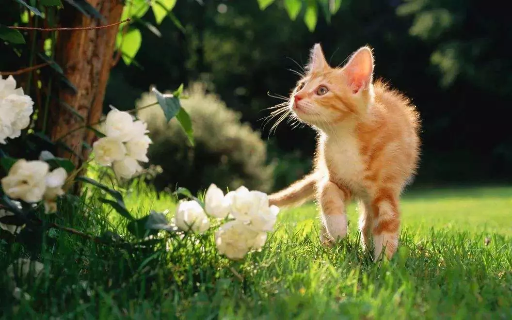 Ядовиты ли розы для кошек? Может ли у кошек быть аллергия на розы