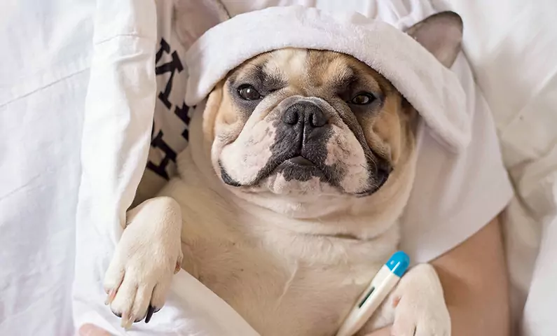 Могут ли собаки заболеть гриппом? Как распространяется собачий грипп?