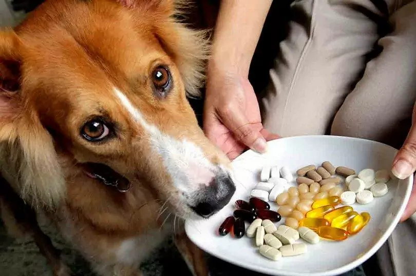 Полезен ли рыбий жир для собак?