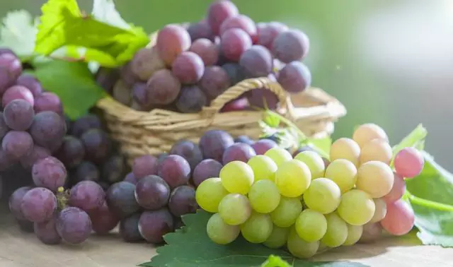 Вреден ли виноград для собак?