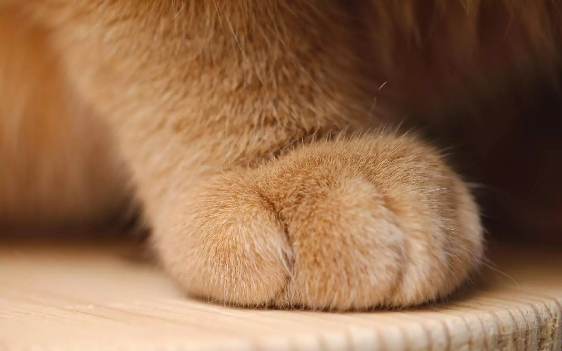 Сколько пальцев на ногах у кошки?