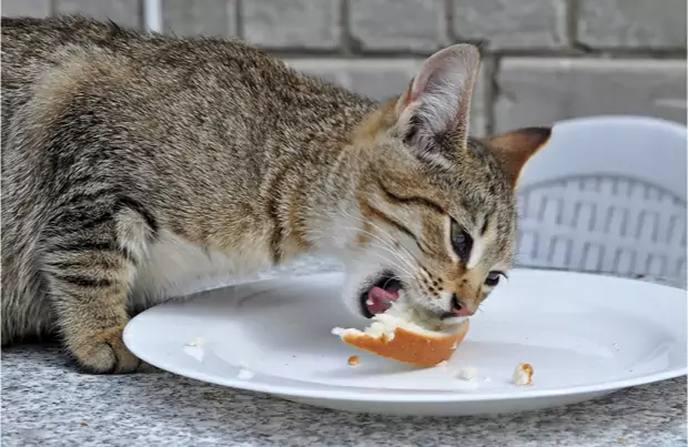 Могут ли кошки есть хлеб? Почему кошки любят хлеб?