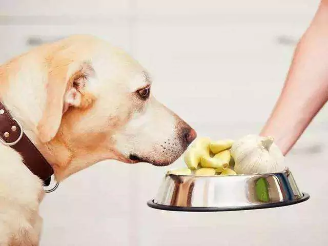 Можно ли собакам есть чеснок? Каковы симптомы, когда собака ест чеснок