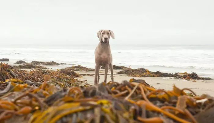 Можно ли собакам есть морские водоросли? В чем разница между ламинарией и морской капустой?