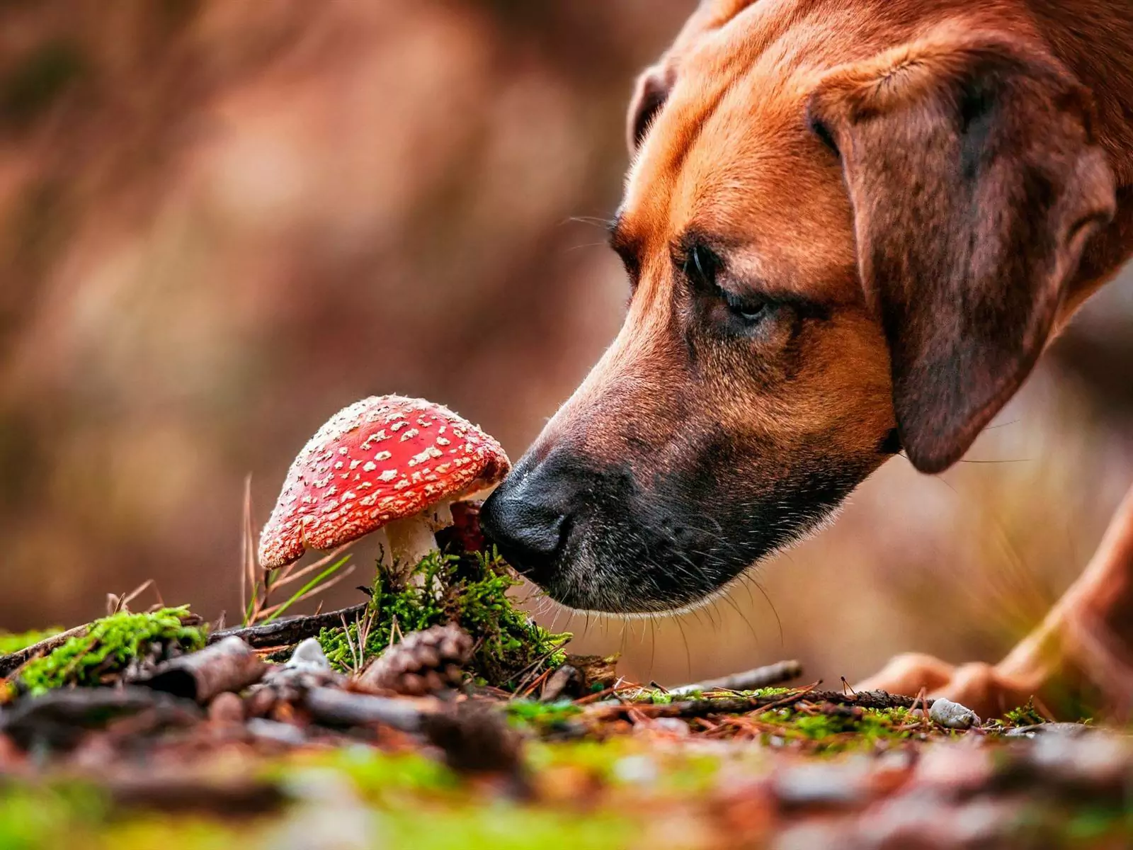Могут ли собаки есть грибы? Как питаться, давая грибы собакам