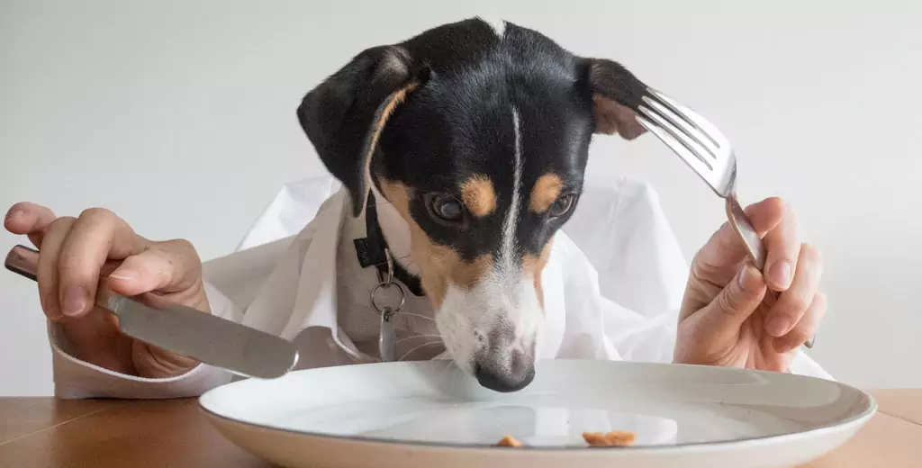 Могут ли собаки есть картофель? Чем полезен картофель для собак? Могут ли собаки есть картофельное пюре?