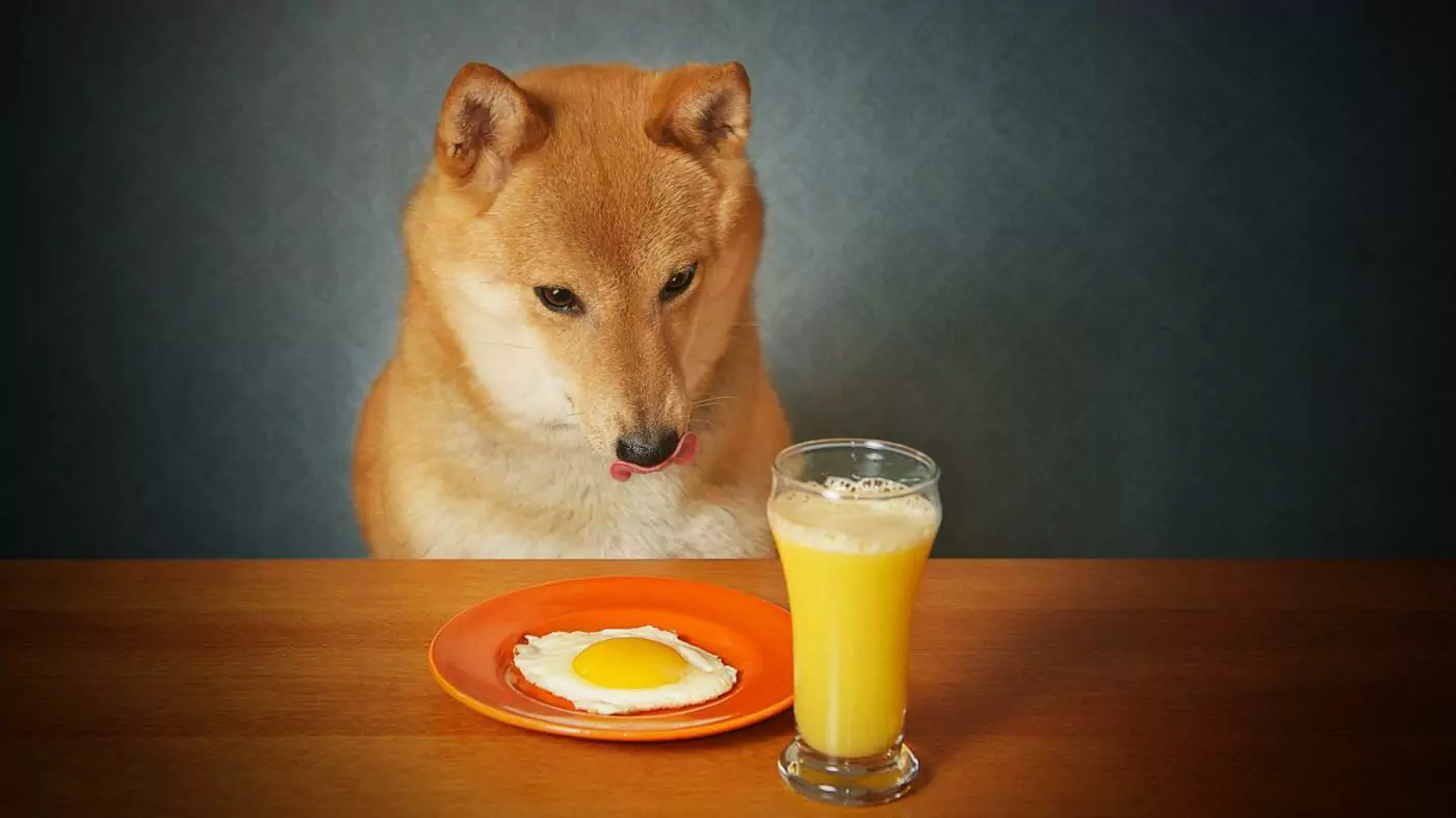 Могут ли собаки пить апельсиновый сок?