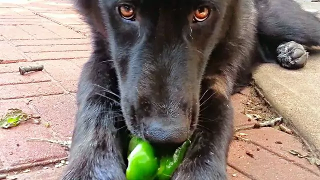 Можно ли собакам есть зеленый перец? Что делать, если собака ест зеленый перец
