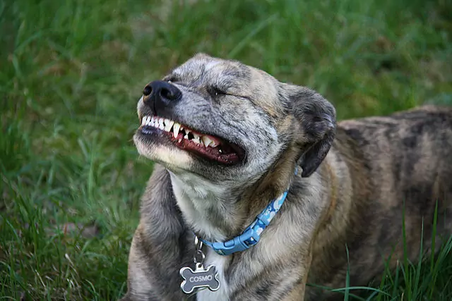Теряют ли собаки зубы?