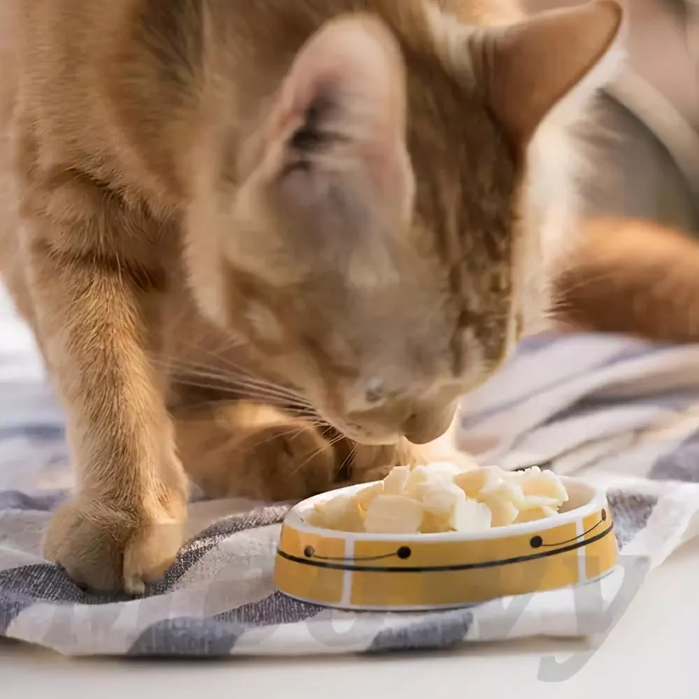 Могут ли кошки есть сыр? Могут ли котята есть сырные палочки?
