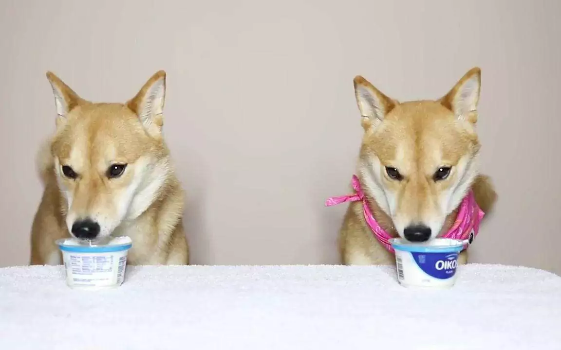 Можно ли собакам есть йогурт? Каковы преимущества йогурта для собак?
