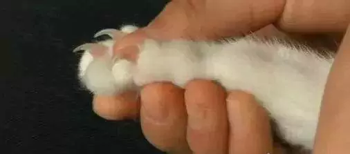 Как подстричь когти кошке? Нужно ли сбривать шерсть на лапах кошки