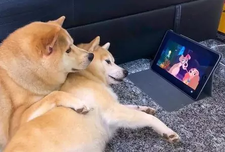 Могут ли собаки смотреть телевизор? Что видят собаки по телевизору?