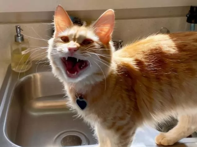 Почему кошки издают шипящие звуки? Происхождение шипящего звука у кошек
