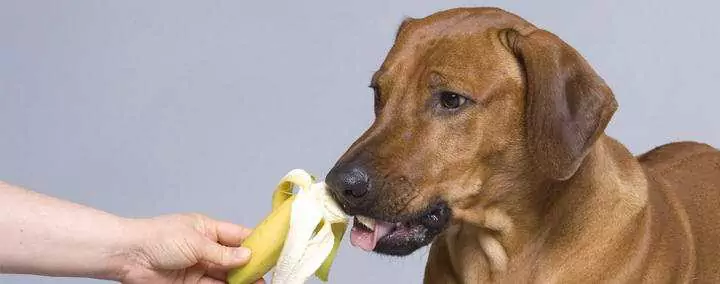 Можно ли собакам есть бананы? В чем польза бананов для собак