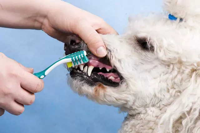 Как часто я должен чистить зубы моей собаки?