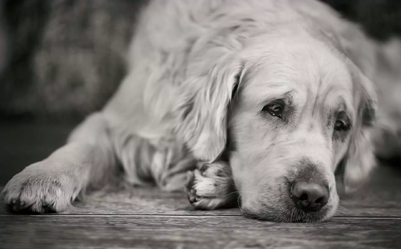 Может ли у собак быть депрессия?