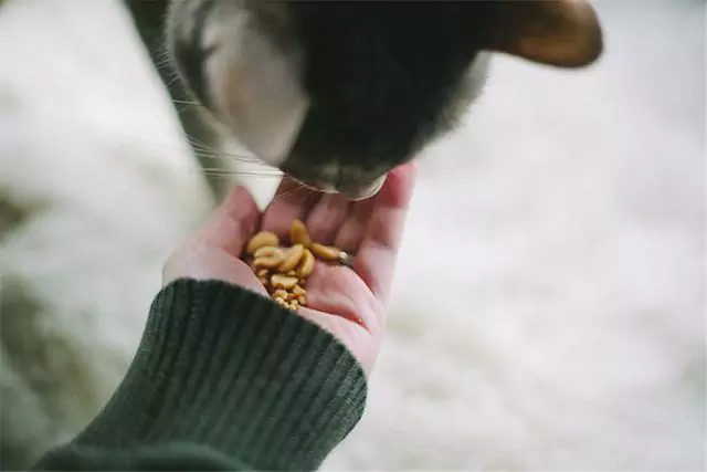 Могут ли кошки есть арахисовое масло? Могут ли кошки есть арахис
