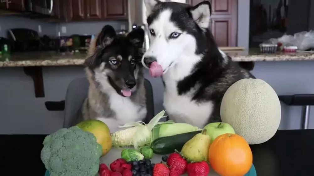 Могут ли собаки есть овощи? Какие овощи любят есть собаки?