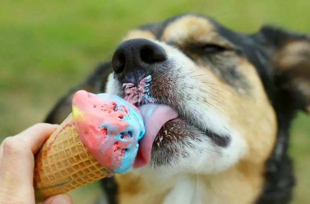 Можно ли собакам есть мороженое? Потенциальные проблемы со здоровьем, связанные с мороженым для собак