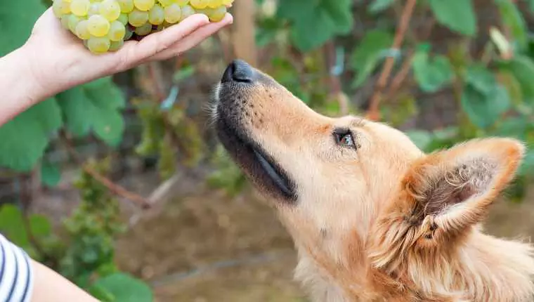 Можно ли собакам есть изюм? Токсичность винограда, симптомы отравления у собак