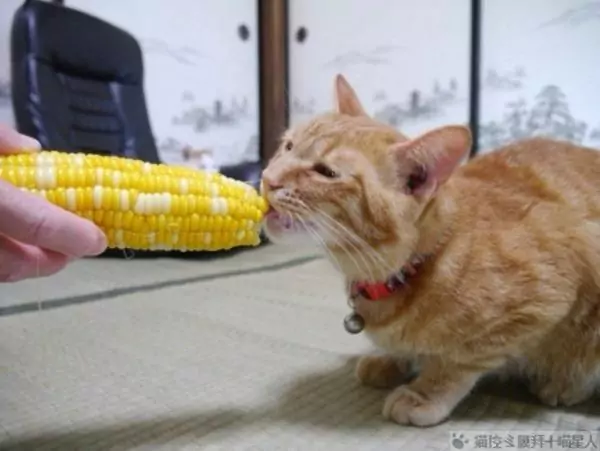 Могут ли кошки есть кукурузу? Советы по воспитанию кошек