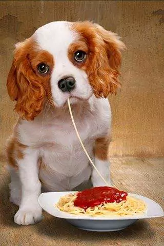 Могут ли собаки есть спагетти? Каковы вредные последствия длительного поедания спагетти собаками