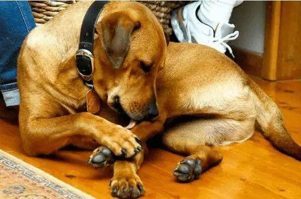 Почему собаки вылизывают лапы? Как лечить лизание лап у собак