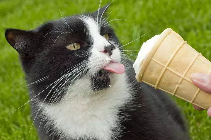 Могут ли кошки есть мороженое? Могут ли кошки есть йогурт