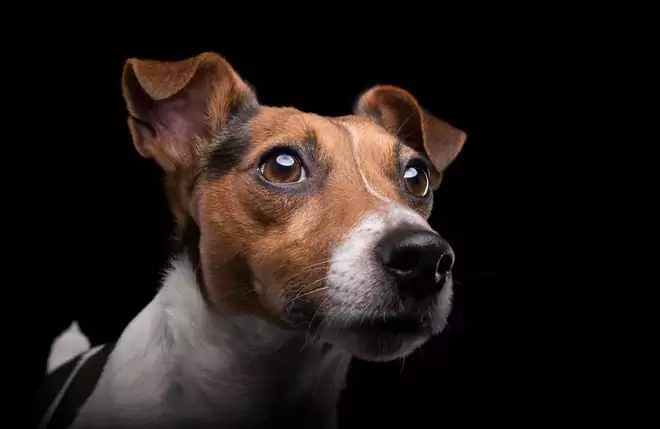 Какие цвета могут видеть собаки? Каковы различия между зрительными структурами собак и людей?