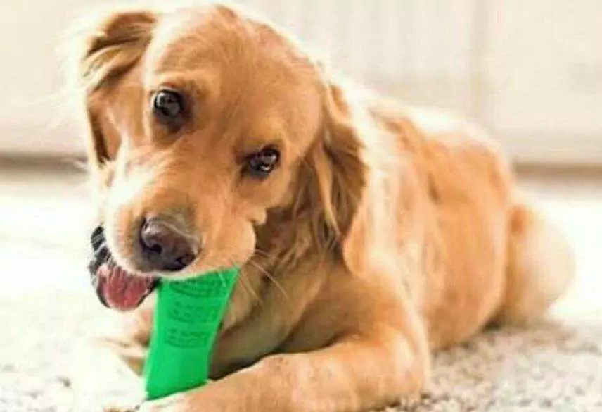 Как очистить пасть собаки в домашних условиях? Советы по устранению запаха из пасти собаки