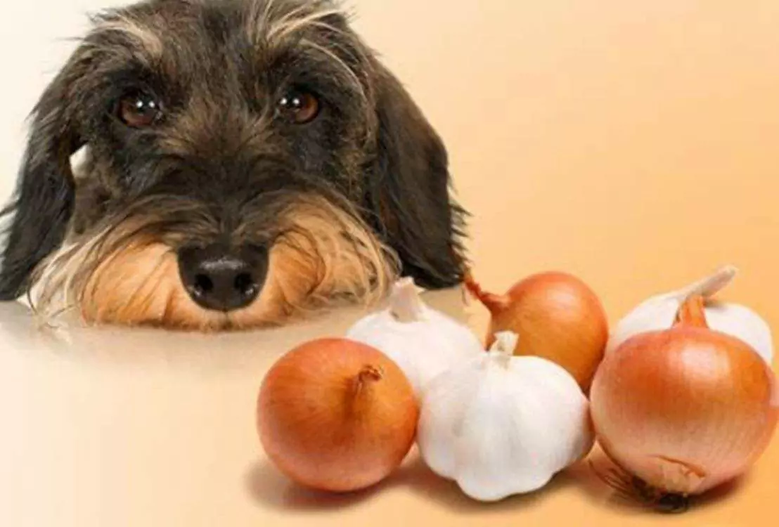 Можно ли собакам есть лук? Почему лук токсичен для собак