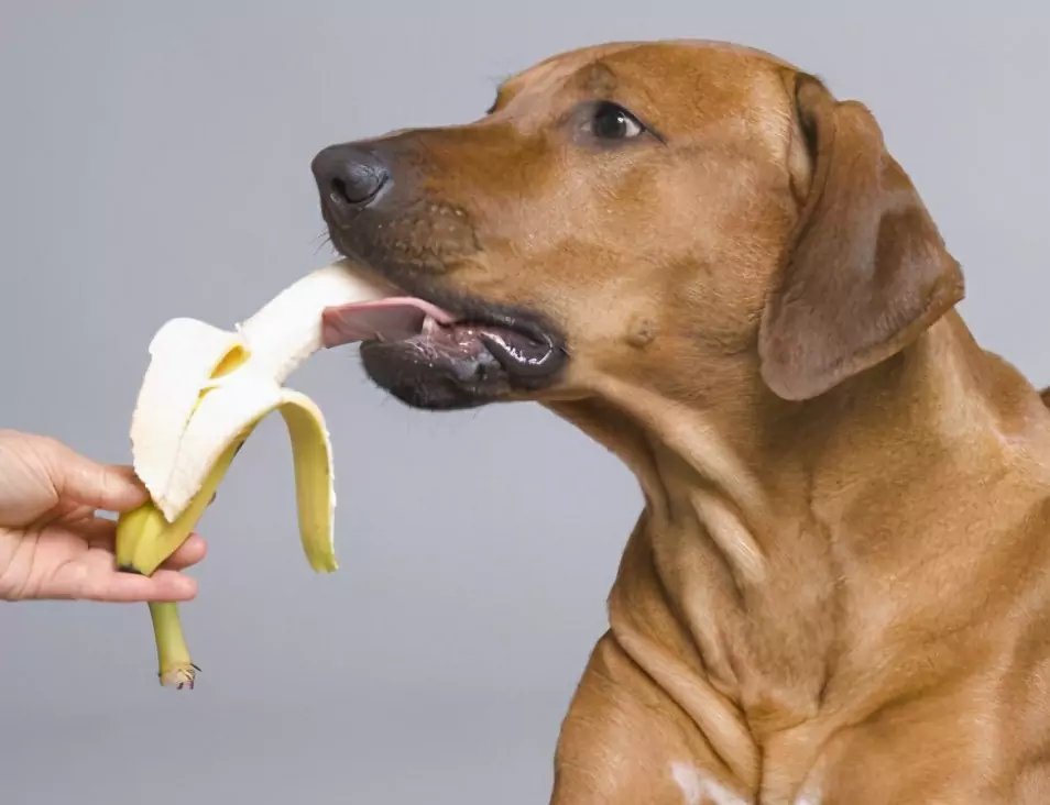 Какие фрукты можно есть собакам? Плюсы и минусы дачи фруктов собакам и меры предосторожности