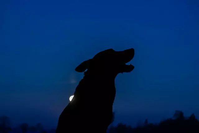 Что видят собаки ночью?