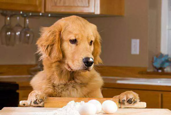 Полезны ли сырые яйца для собак? Какие еще есть недостатки в употреблении сырых яиц для собак?