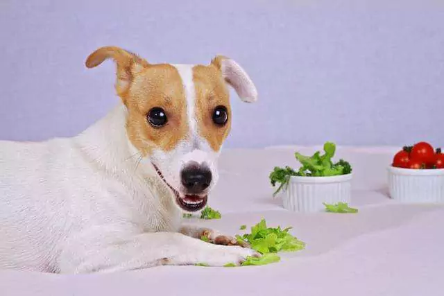 Могут ли собаки есть салат-латук? Нужно ли готовить собак, чтобы они ели овощи