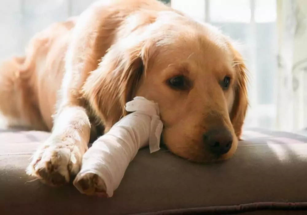 Как лечить хромую собаку в домашних условиях?