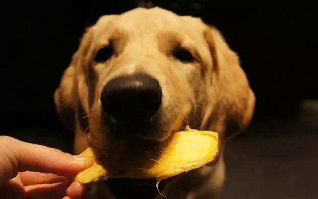Можно ли собакам есть манго? Какие преимущества дает собакам манго