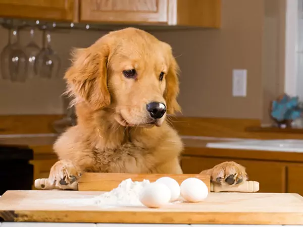 Полезны ли яйца для собак? Каковы преимущества яиц для собак?