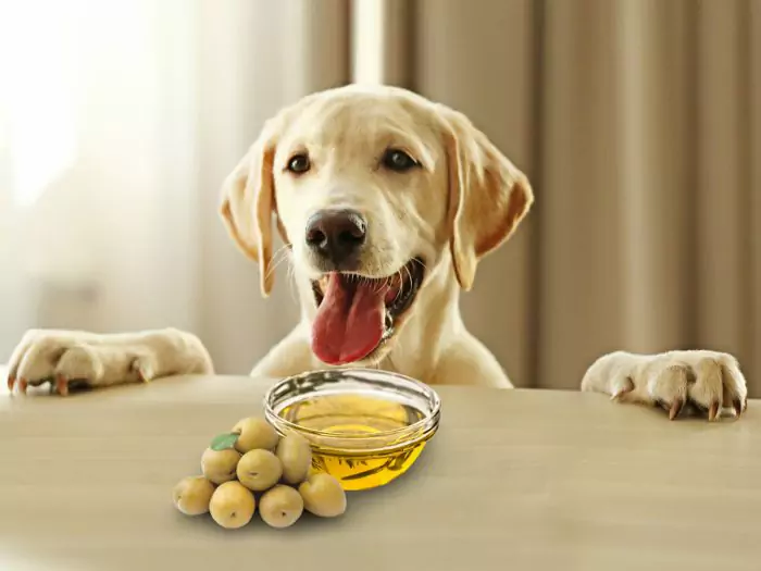 Можно ли собакам есть оливки? Какова польза от оливок, которые дают собакам?