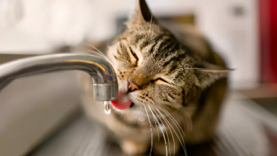 Почему кошки не любят воду? Причины, по которым кошки боятся воды