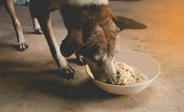 Полезен ли рис для собак? Польза белого риса для собак