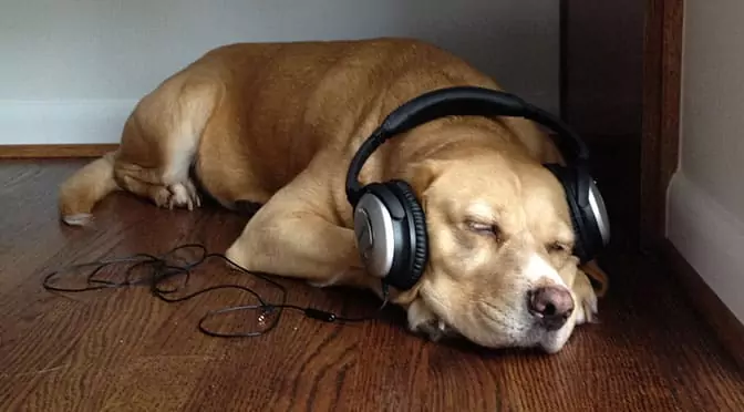 Любят ли собаки музыку? Какую музыку любят собаки?