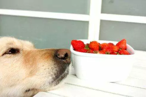 Можно ли собакам есть клубнику? Меры предосторожности при поедании собаками фруктов