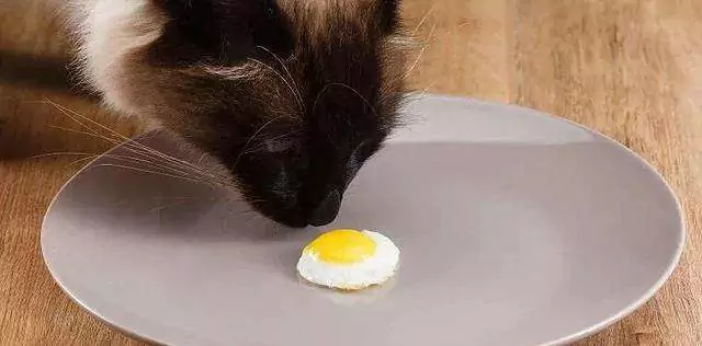 ﻿Могут ли кошки есть яйца? Запрещенные продукты для кошек