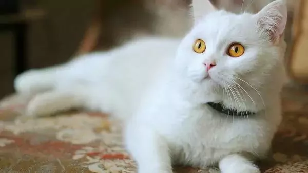 Как избавиться от блох на кошках естественным путем? Почему у кошек на теле появляются блохи?