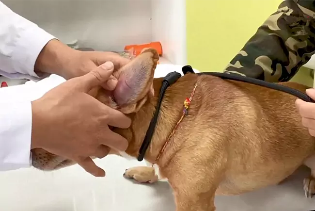 Как лечить гематому уха у собак в домашних условиях?